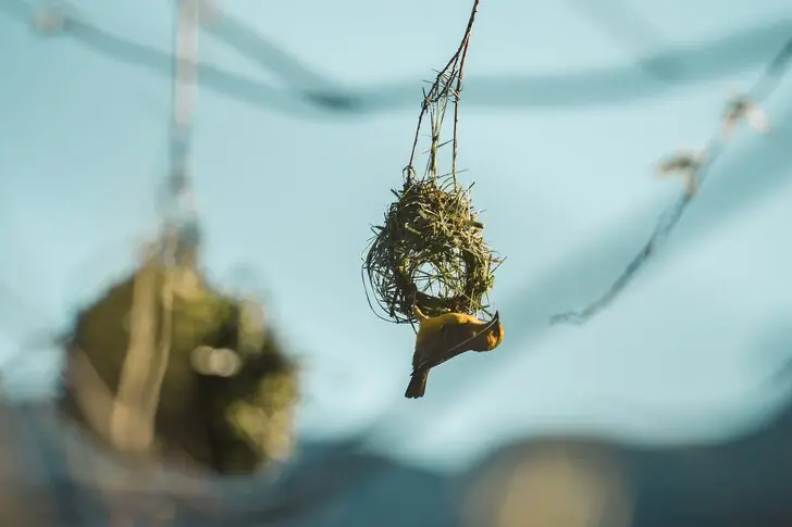 #2 – Bird’s Nest Soup